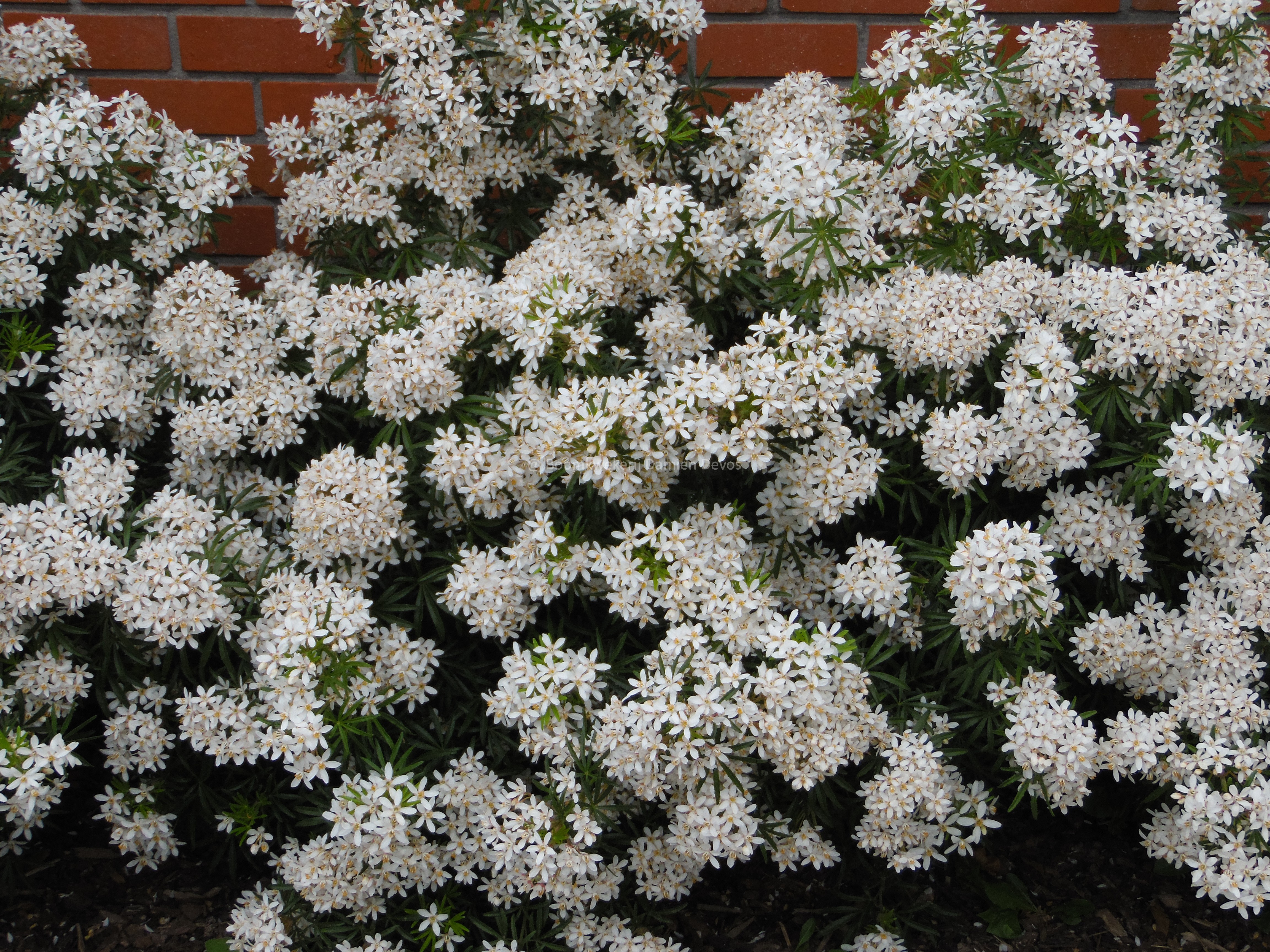 Choisya ternata White Dazzler.jpg