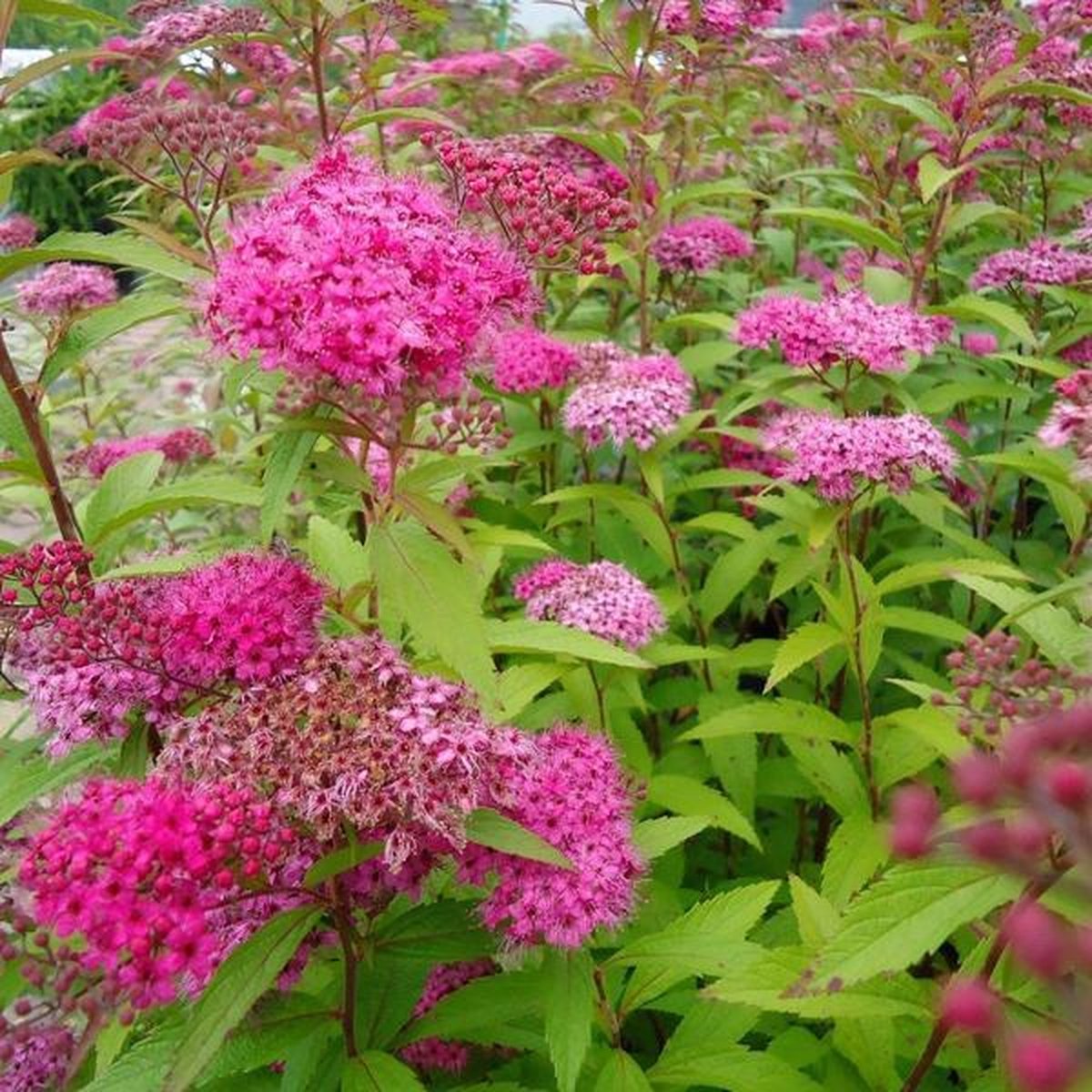 Spiraea japonica.jpg