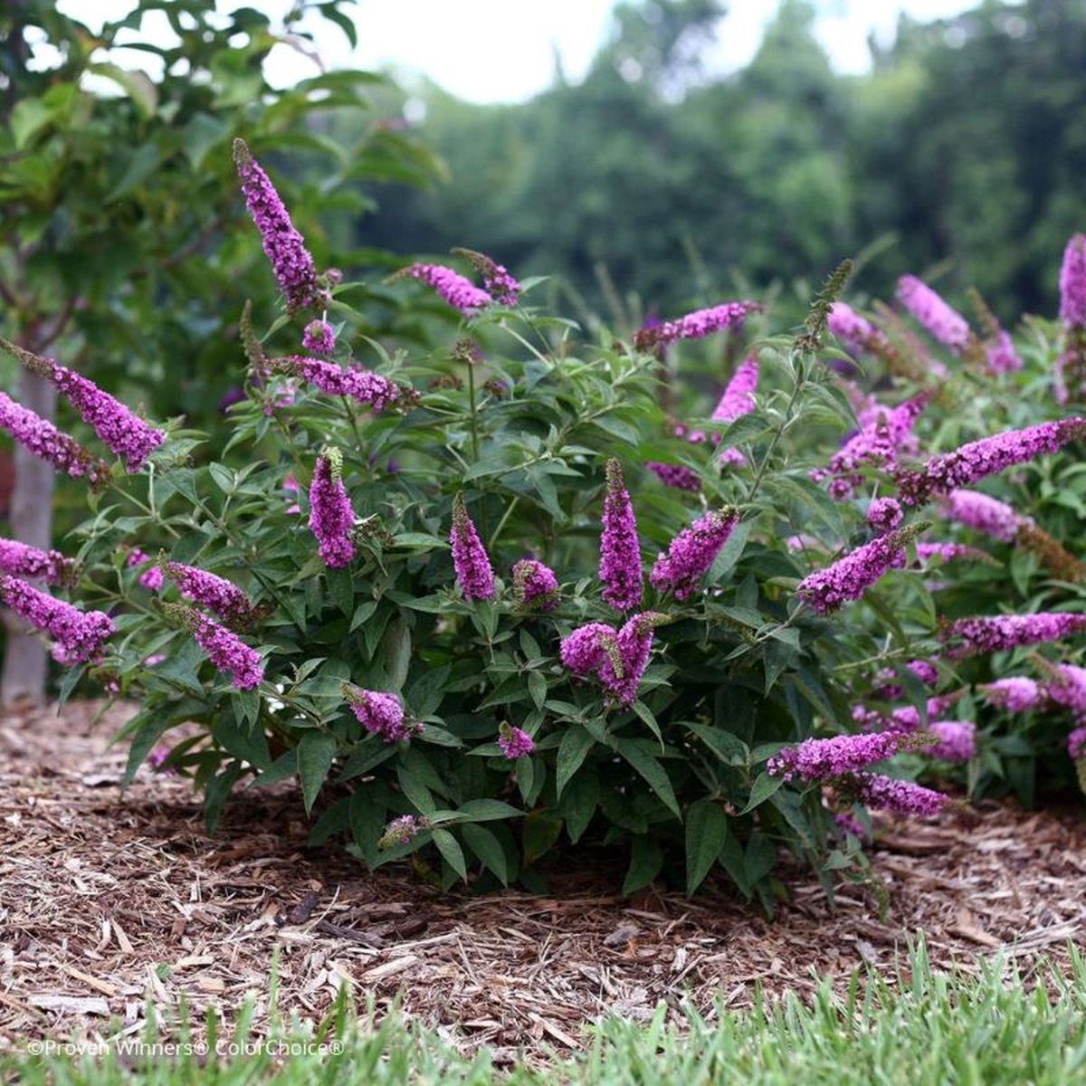 Buddleja.jpg