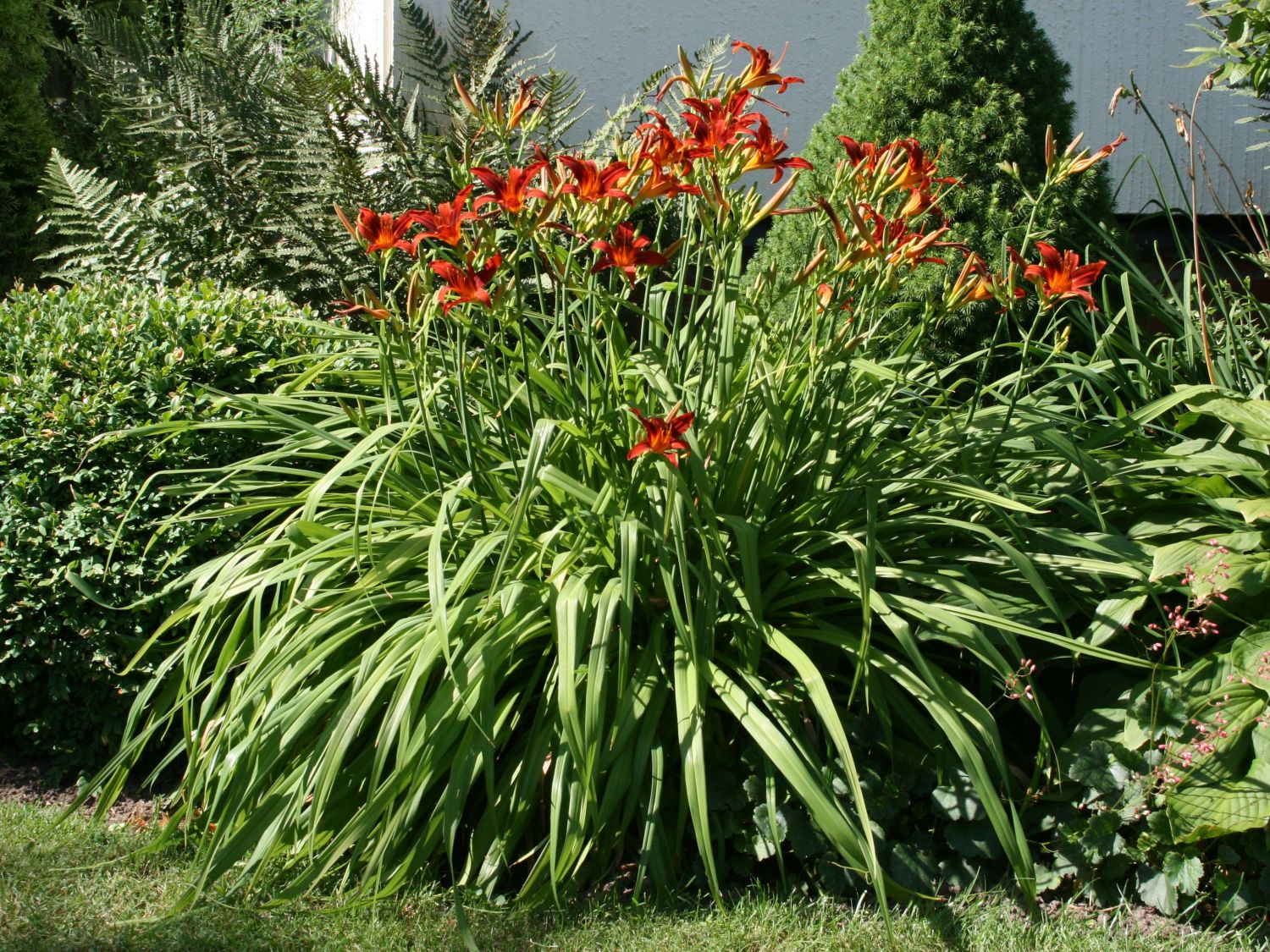 Hemerocallis ‘Crimson Pirate’.jpg