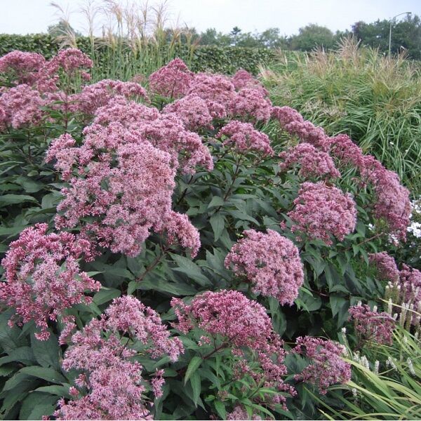 Sedum matrone.jpg