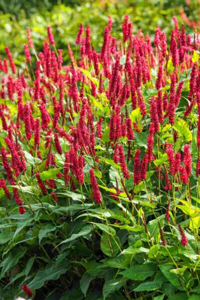Persicaria amplexicaula.jpg