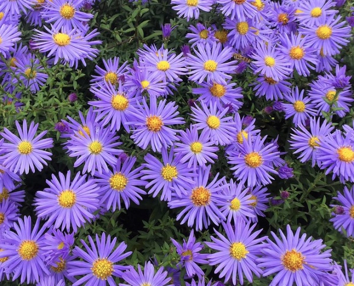 Aster ageratoides ‘Asran’.jpg