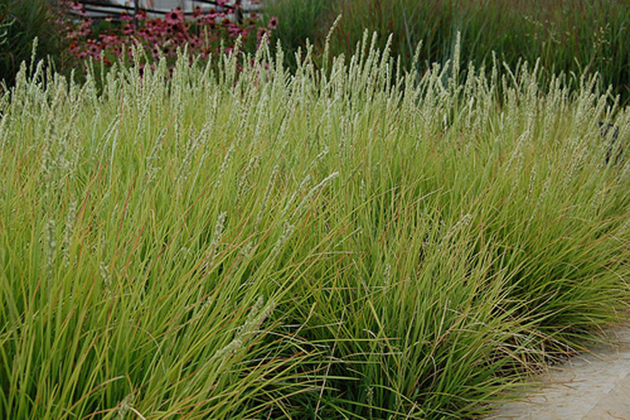Sesleria autumnalis.jpg