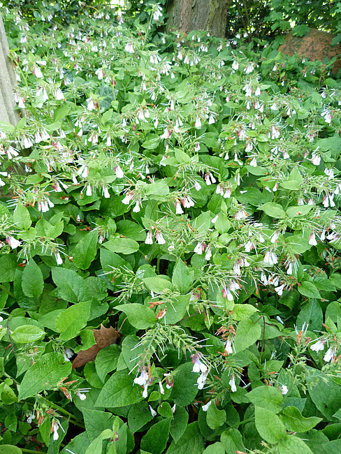 Symphytum grandiflorum Wisley Blue.jpg