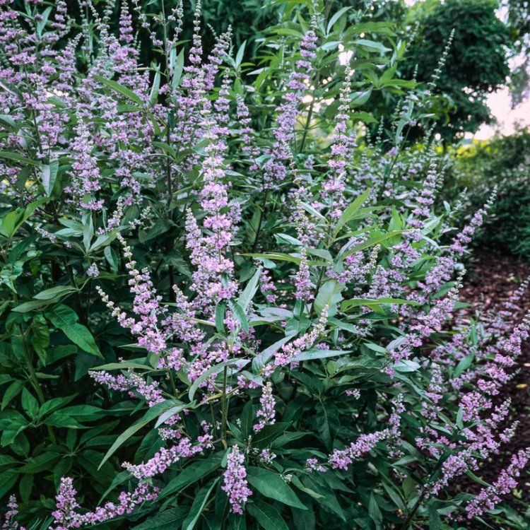 Vitex agnus–castus.jpg