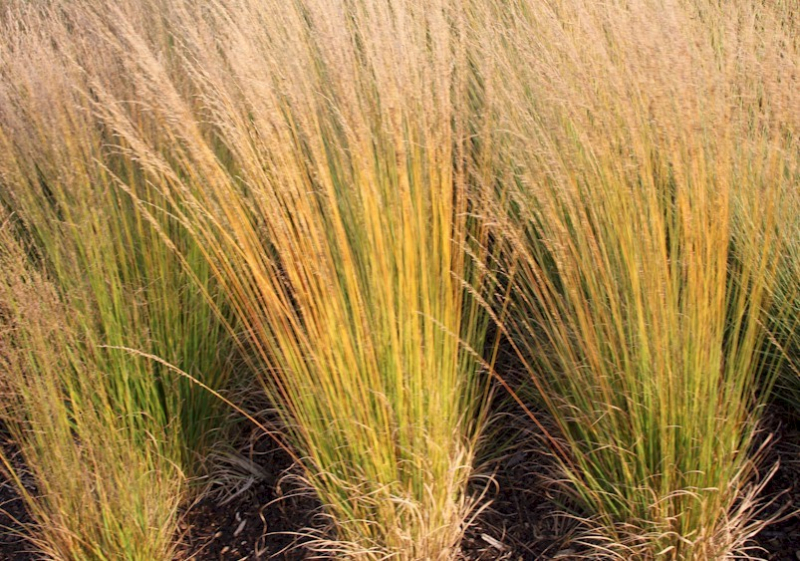 Molinia heidebraut.jpg
