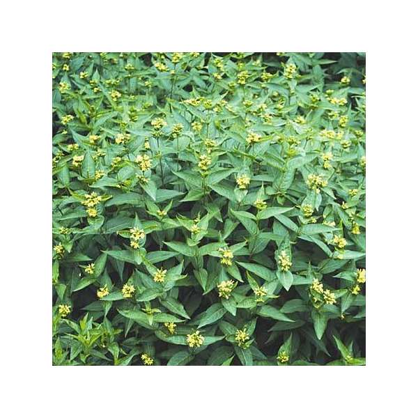 Diervilla sessilifolia Butterfly.jpg