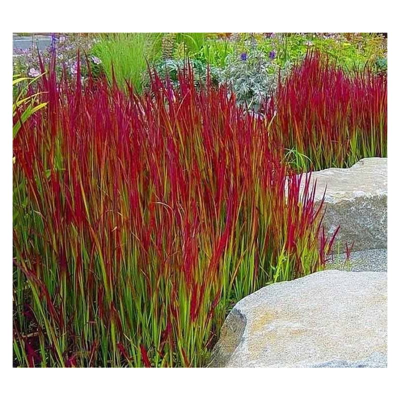ImperatImperata cylindrica ‘Red Baron’.jpg