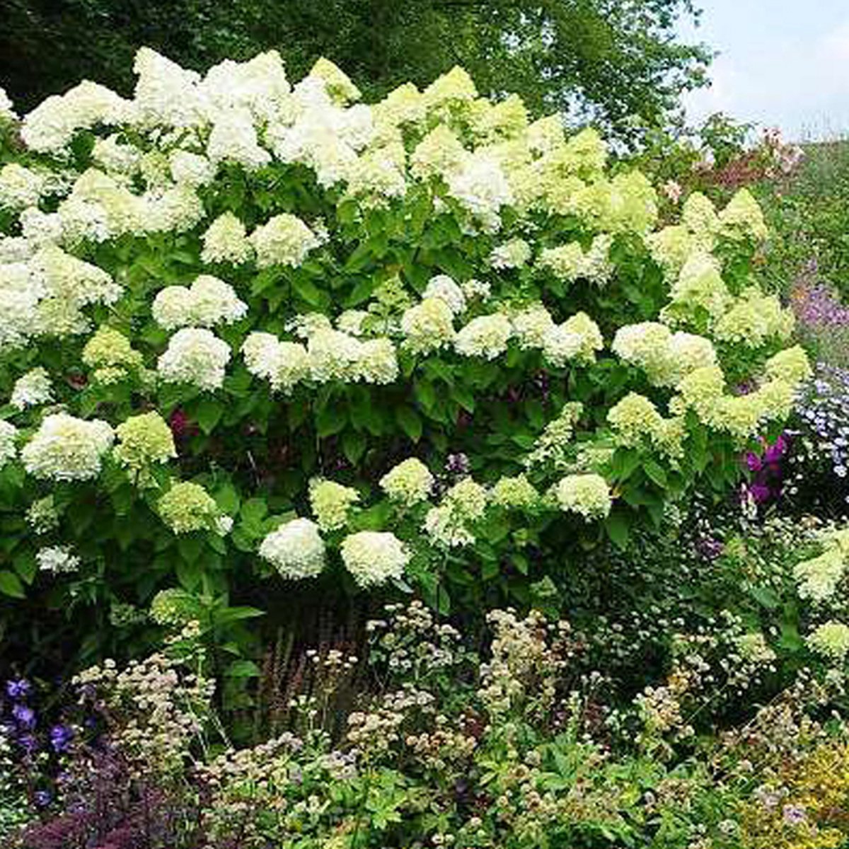 Hydrangea pann. ‘limelight’.jpg