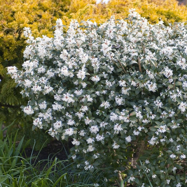 Osmanthus burkwoodiijpg.jpg