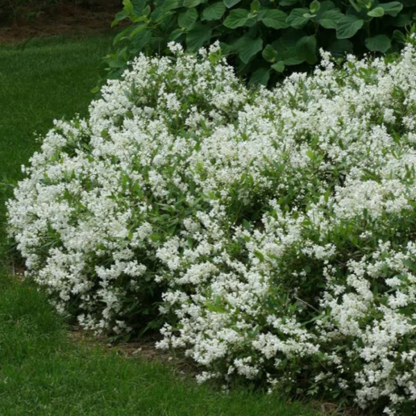 Deutzia gracilis.png