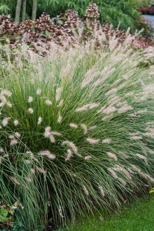 Pennisetum alop. Hameln.jpg