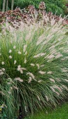 Pennisetum alop. Hameln.jpg