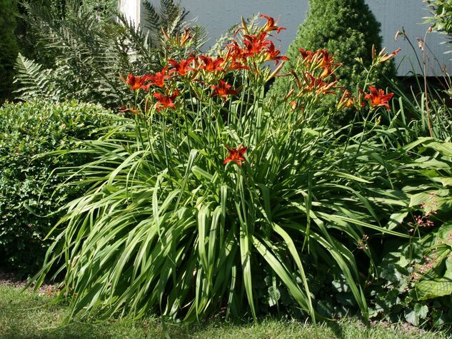 Vaste plant Hemerocallis ‘Crimson Pirate’.jpg