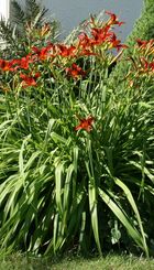 Vaste plant Hemerocallis ‘Crimson Pirate’.jpg