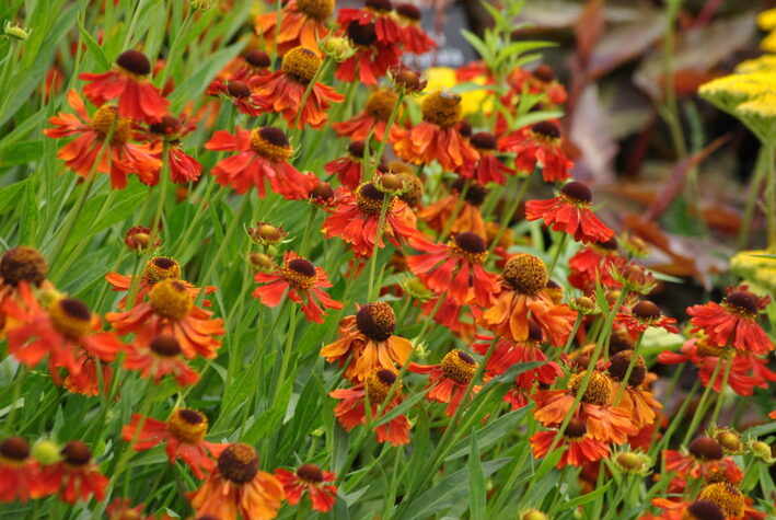 Vaste plant Helenium ‘Moerheim Beauty’.jpg