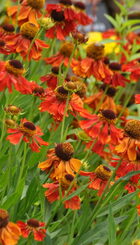 Vaste plant Helenium ‘Moerheim Beauty’.jpg