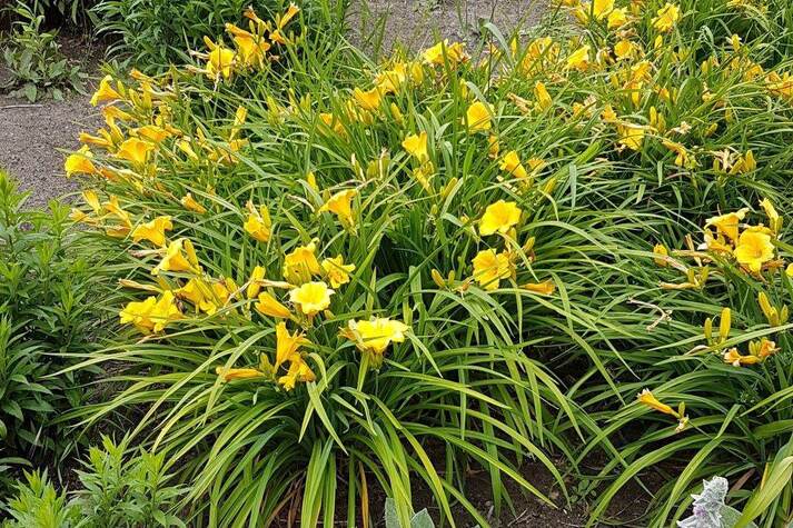 Vaste plant Hemerocallis ‘Stella d óre’.jpg