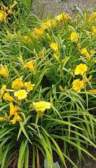 Vaste plant Hemerocallis ‘Stella d óre’.jpg