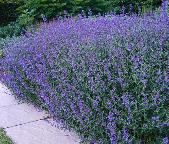 Vaste plant Nepeta walkers low.jpg