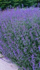 Vaste plant Nepeta walkers low.jpg