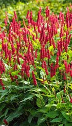 Vaste plant Persicaria amplexicaula.jpg