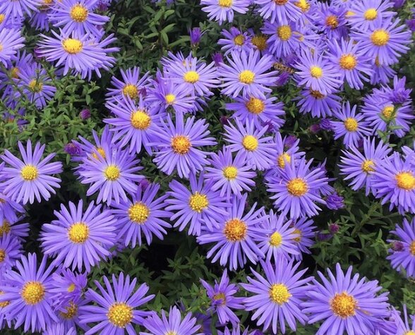 Vaste plant Aster ageratoides ‘Asran’.jpg