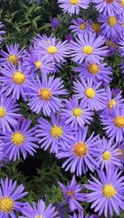Vaste plant Aster ageratoides ‘Asran’.jpg