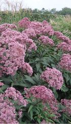 Vaste plant Sedum matrone.jpg