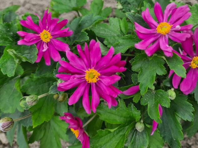 Vaste plant Anemone hybr. ‘Prinz Heinrich’.jpg