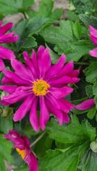 Vaste plant Anemone hybr. ‘Prinz Heinrich’.jpg