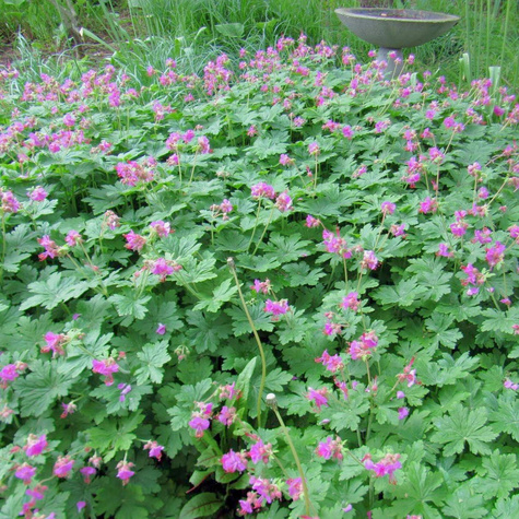 Vaste plant Geranium macrorrhizum.jpg