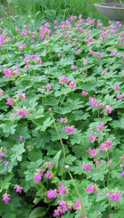 Vaste plant Geranium macrorrhizum.jpg