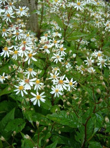 Vaste plant Aster divaricatus.jpg