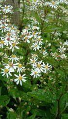 Vaste plant Aster divaricatus.jpg