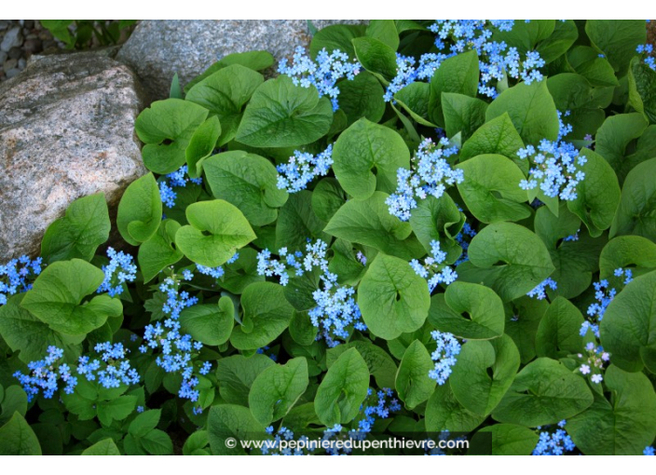 Vaste plant Brunnera macrophylla.jpg