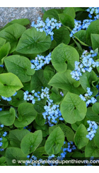Vaste plant Brunnera macrophylla.jpg