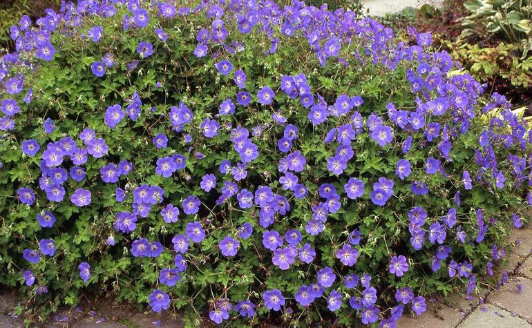 Vaste plant Geranium ‘Rozanne’.jpg