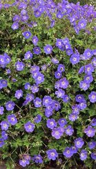 Vaste plant Geranium ‘Rozanne’.jpg