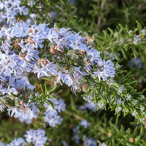 Vaste plant Rosmarinus officinalis ‘Prostratus’.jpg