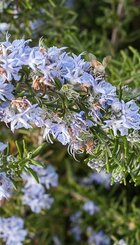 Vaste plant Rosmarinus officinalis ‘Prostratus’.jpg