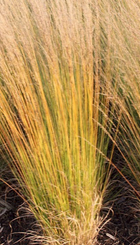 Siergras Molinia heidebraut.jpg