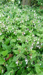 Vaste plant Symphytum grandiflorum Wisley Blue.jpg