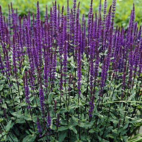 Vaste plant Salvia carradonna.jpg