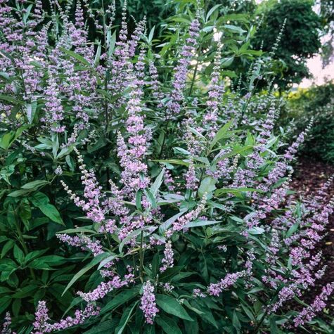 Vaste plant Vitex agnus–castus.jpg