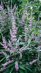 Vaste plant Vitex agnus–castus.jpg