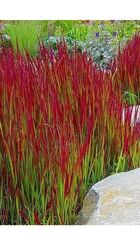 Siergras ImperatImperata cylindrica ‘Red Baron’.jpg