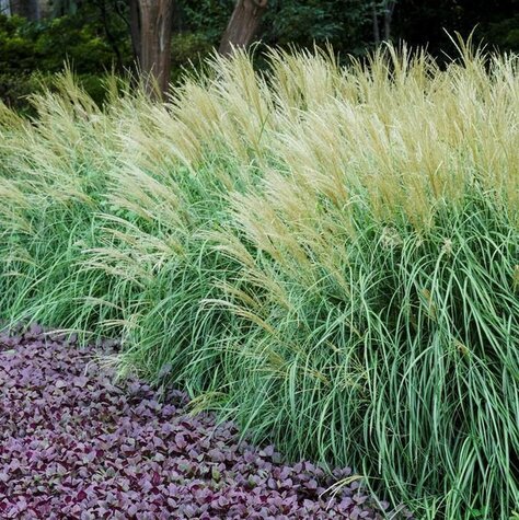 Siergras Miscanthus sinensis.jpg