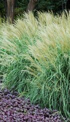 Siergras Miscanthus sinensis.jpg